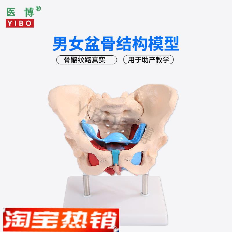 医博1:1成人男性骨盆模型 成人女性骨盆骨骼模型 女性骨盆带盆底