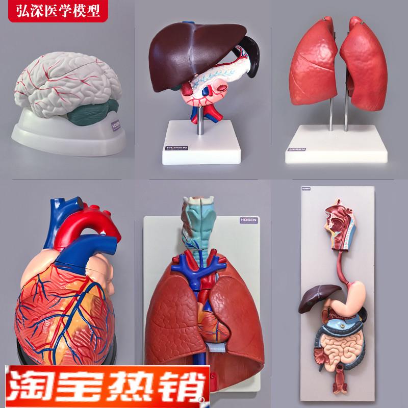 人体器官模型心肝脾肺肾脑胃肠五脏六腑内脏系统解剖结构医学教学