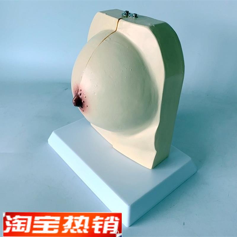 乳房模型胸模型胸部解剖模型静止期哺乳期女性乳房结构造医学教学