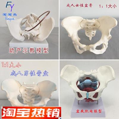 成人男性女性盆骨骨盆助产示教分娩演示模型盆底肌肉人体骨骼新品