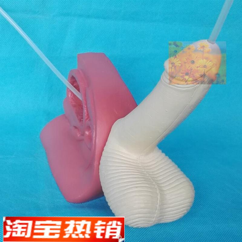 男性导尿演示模型泌尿系统计生医用教学讲解教具人体模型