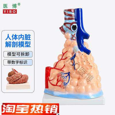 医博人体内脏解刨模型胃解刨模型 可拆卸肺解刨模型 人体消化系统