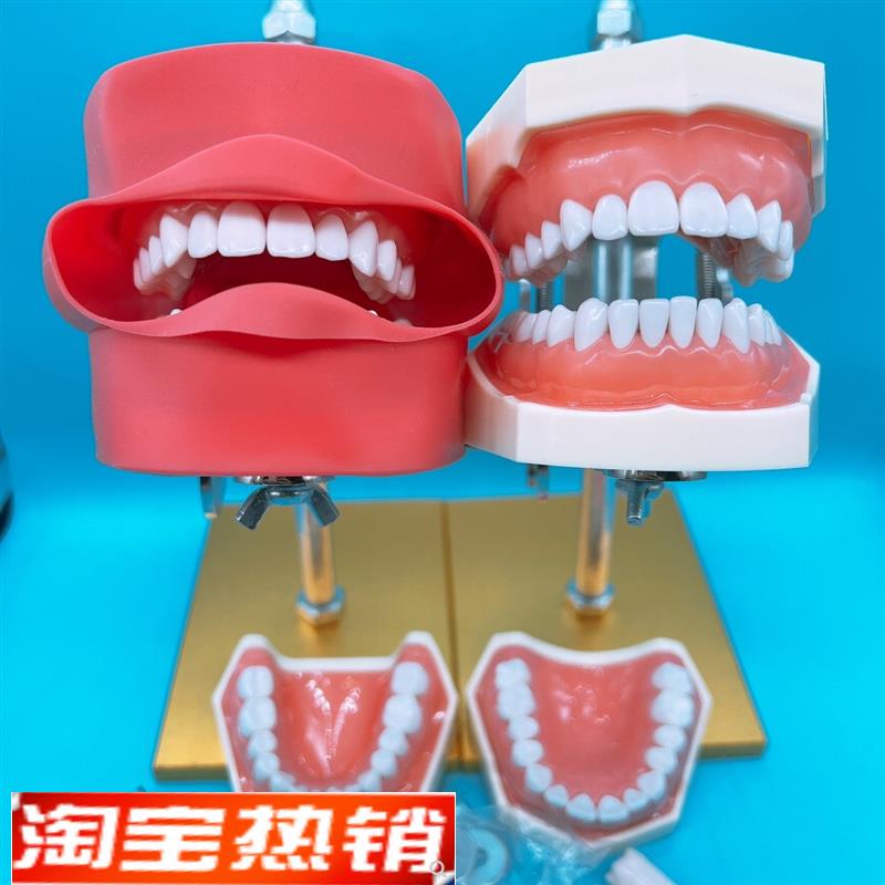 牙科器械口腔备牙支架离体牙备牙模型仿真头模开髓模型练习支架