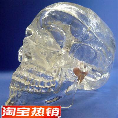 ENOVO颐诺透明人体头颅骨解剖模型水晶头骨神经科X光介入模型