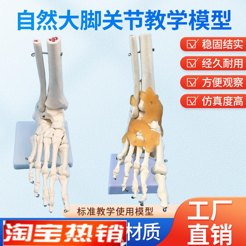 脚关节模型 仿真人体踝关节模型 带韧带 脚骨标本模型 教学用医用