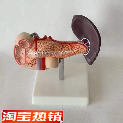 十二指肠模型胰腺和脾脏人体内脏肝门静脉腹腔干消化系统内分泌腺