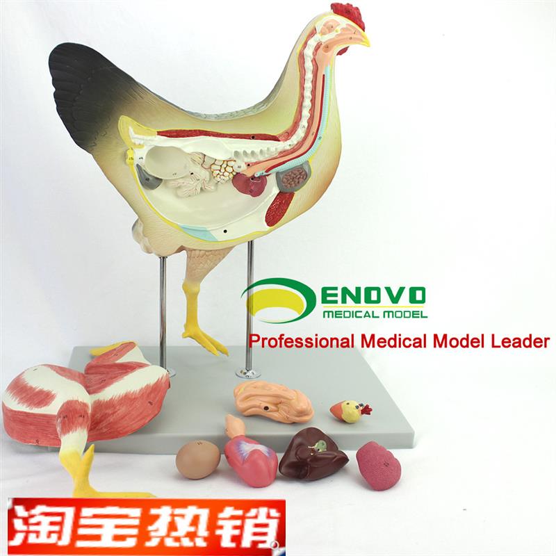 ENOVO鸡解剖模型家禽器官内脏神经解刨兽医学习动物模型飞禽类型