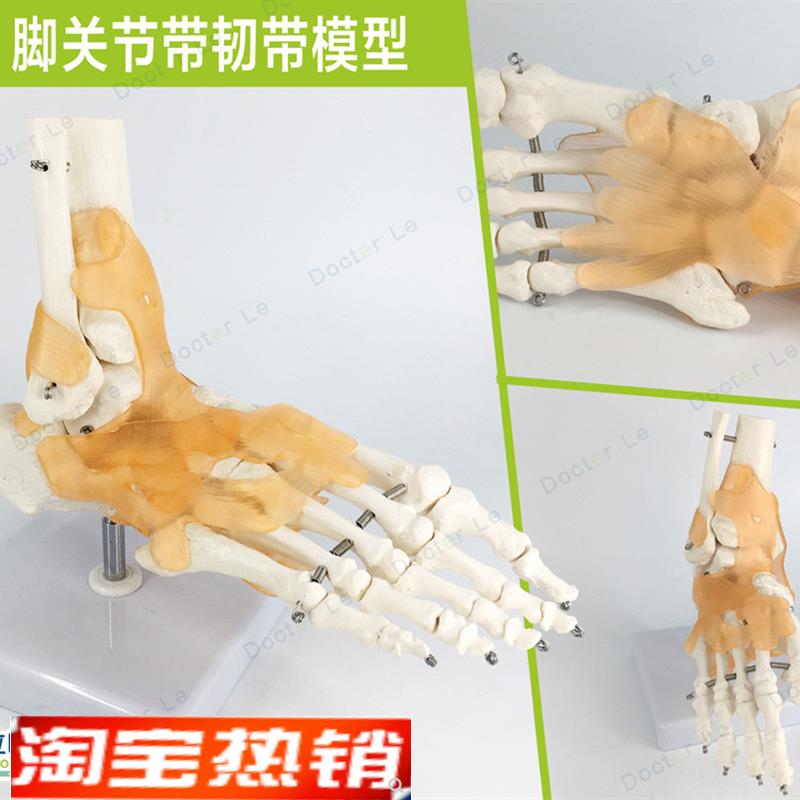 自然大脚踝关节功能模型骨骼骨架带韧带教学医用模型人体节模型