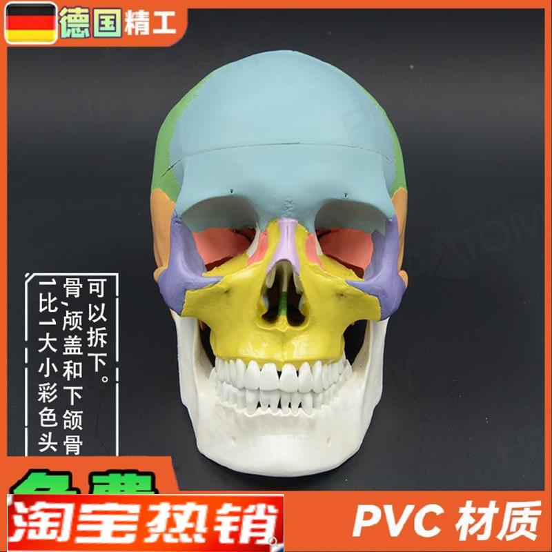 彩色头颅骨模型1比1可拆口腔美容整形头骨解剖模型牙科展示骷髅头