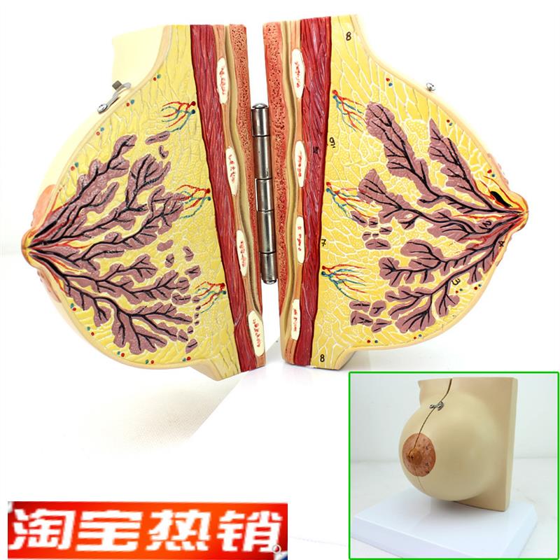 ENOVO颐诺医学女性静止期乳房模型 乳腺解剖青春期生理培训上海解