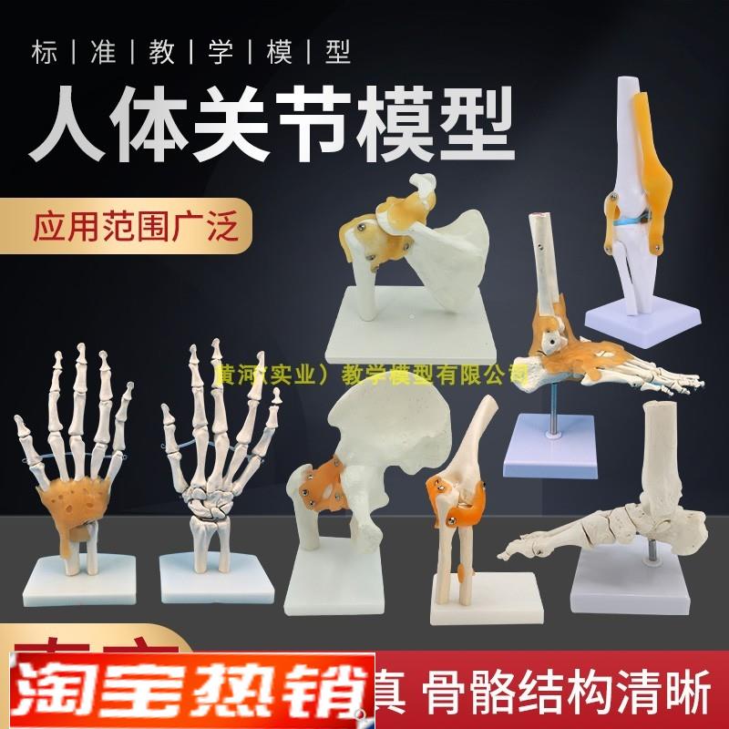 人体膝关节功能模型肩关节肘关节手关节脚关节髋关节可动骨骼模型