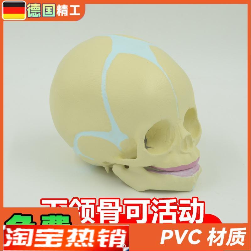 德国】婴儿头骨模型宝宝头颅骨教具演示下颌骨人体骨骼解剖 教学