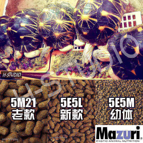 正品美国经典mazuri老款成年幼龟