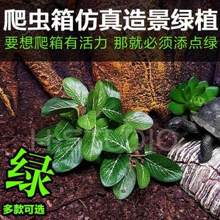 饰 仿真绿植爬虫箱陆龟蜥蜴蛙守宫造景逼真假植物造景装 带底座
