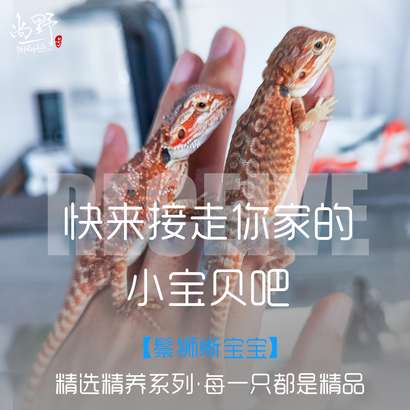 尚野DH鬃狮蜥宠物顺丰包邮包活