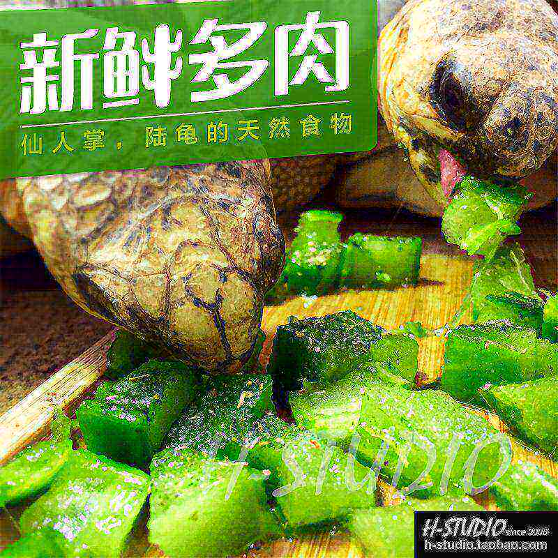 新鲜多肉仙人掌陆龟粮食 天然饲料无农药 苏辐星 3个包邮