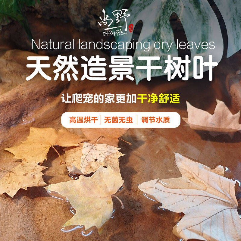 天然造景干树叶爬宠蛇类蜥蜴类龟类造景垫材爬宠箱爬箱水质调节风
