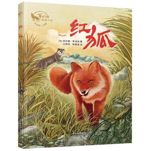 儿童文学少儿 图书籍 朱自强 译 著 徐德荣 动物小说 主编查尔斯·罗伯茨江建利 新华书店正版 红狐 江建利 百年经典