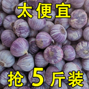 2025紫皮独头蒜干大蒜头新鲜农家圆头红珍珠辣蒜干蒜5斤当季 蔬菜