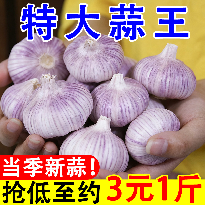 2025新晒山东金乡紫皮新干蒜大蒜头种子籽批发新鲜蔬菜紫皮多瓣蒜