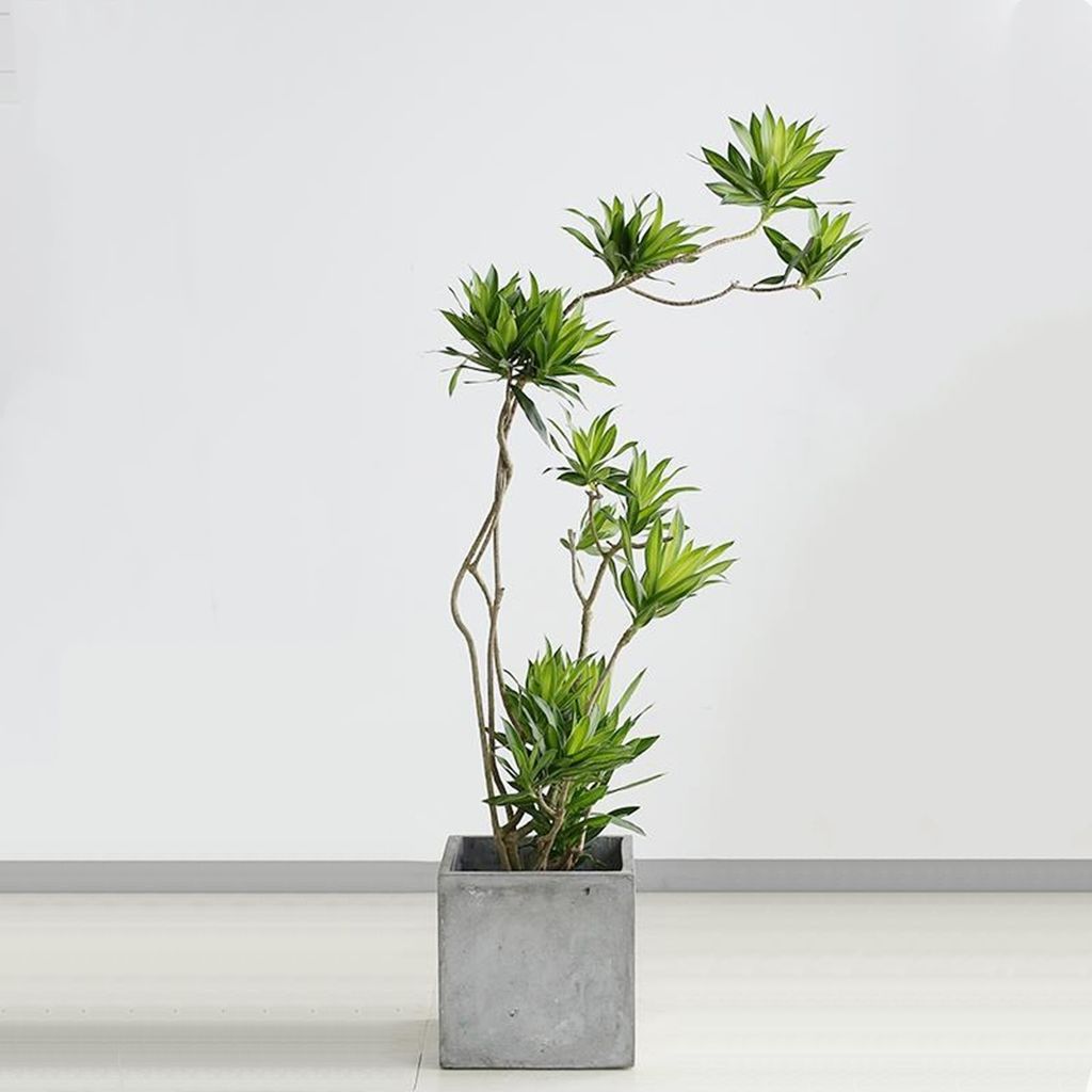 百合竹盆栽室内大型造景耐阴耐旱绿植老桩北欧风净化空气造形竹子