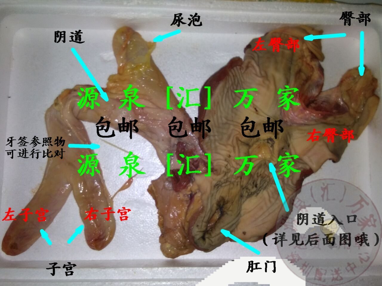 3斤左右-4斤左右.新鲜马欢喜.马阴户.马阴道.马逼子宫输卵管卵巢