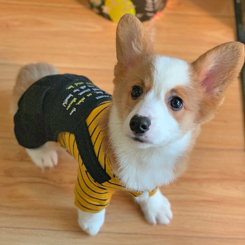 黑色中型犬价格 黑色中型犬图片 星期三