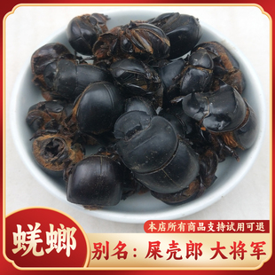 蜣螂中药材50g包邮 别名大将军 屎壳郎 蜣螂虫 推粪虫 现货实拍