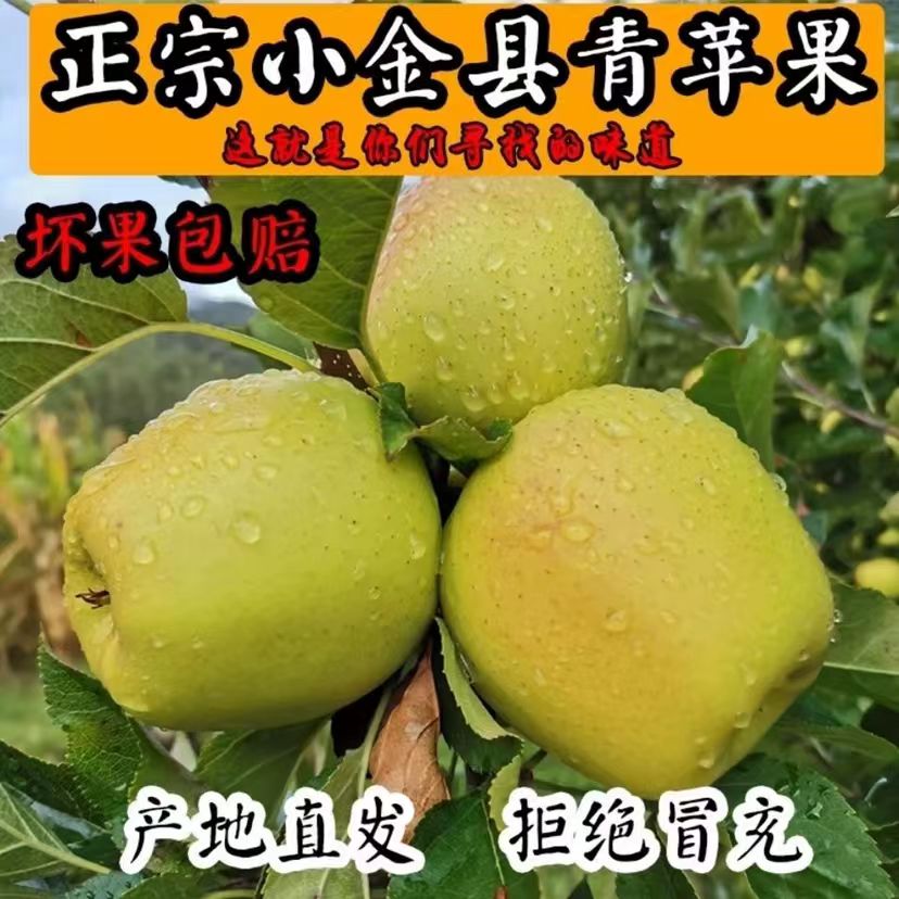 四川阿坝州小金苹果原新鲜现摘小金县生态青苹果酸甜脆小时候味道