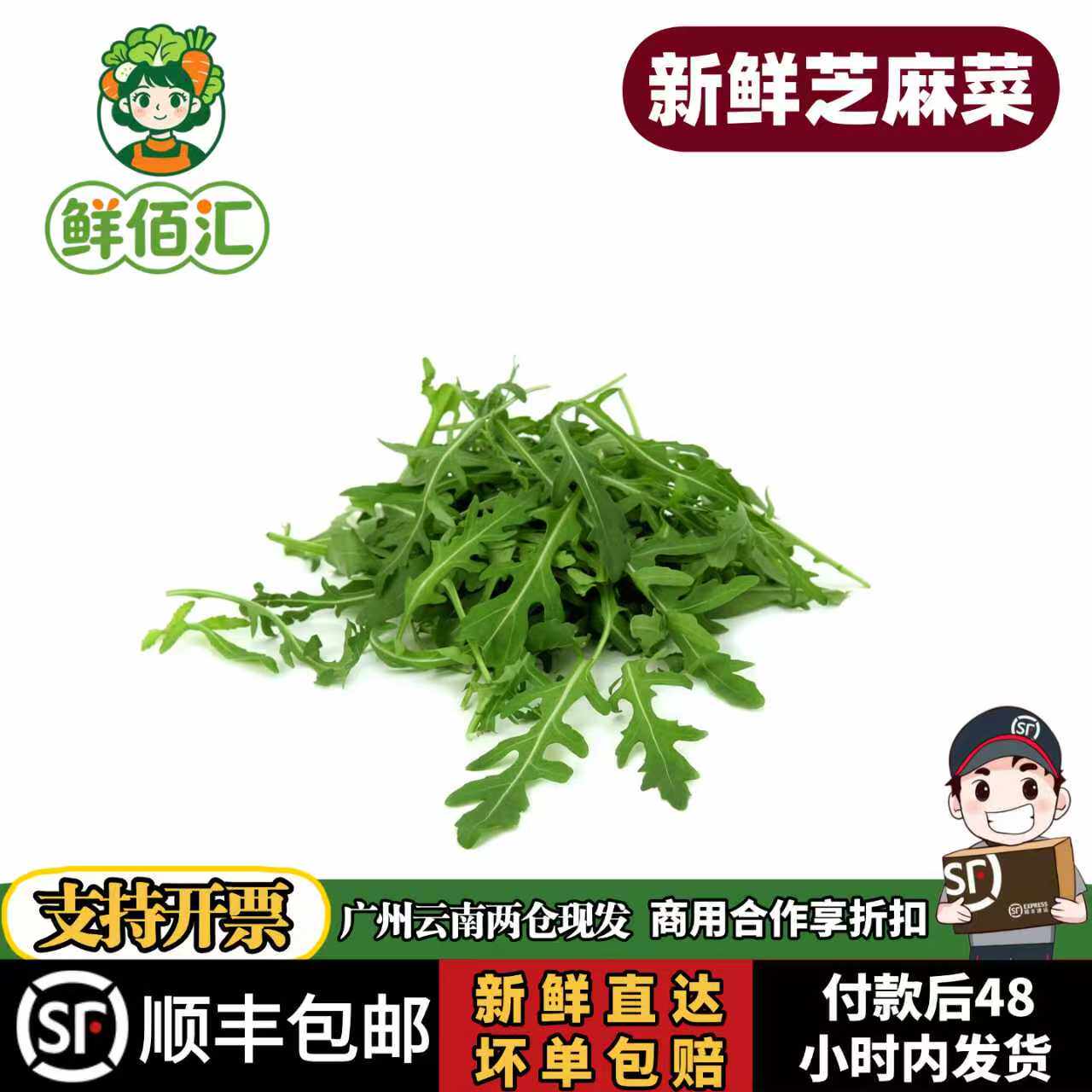 云南芝麻菜新鲜西餐轻食沙拉食材火箭菜西餐摆盘点缀蔬菜轻食生菜