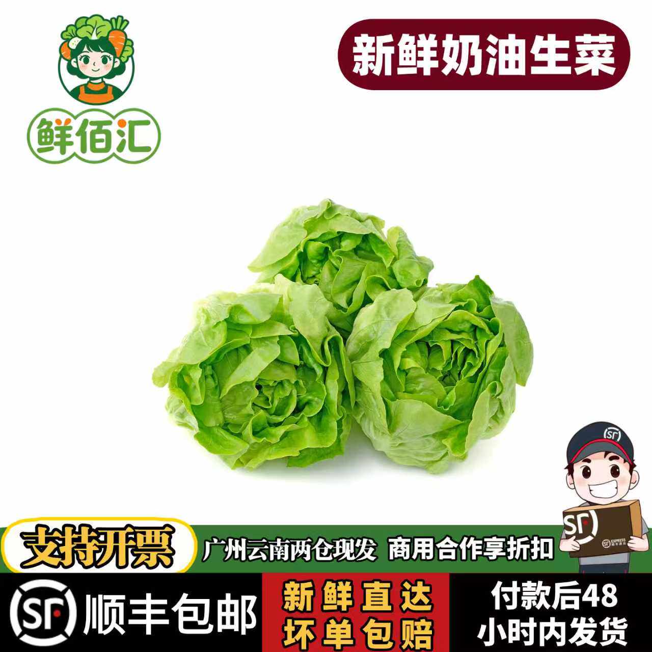云南新鲜奶油生菜沙拉蔬菜叶质脆嫩口感西餐沙拉蔬菜即食清洗生菜