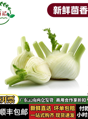 云南新鲜茴香头西餐特色蔬菜香料炒牛肉香料球茎茴香根现挖现发