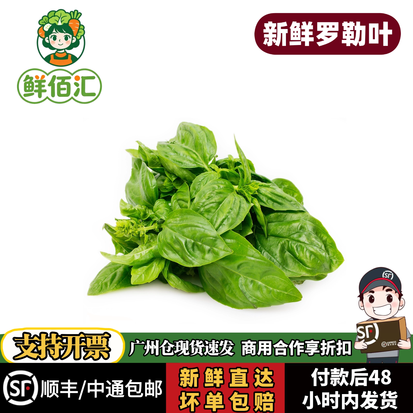 新鲜罗勒叶西餐青酱食材摆盘包邮