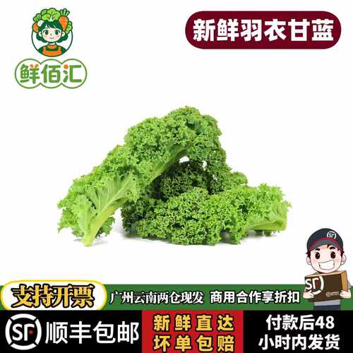 云南羽衣甘蓝嫩叶西餐沙拉榨汁