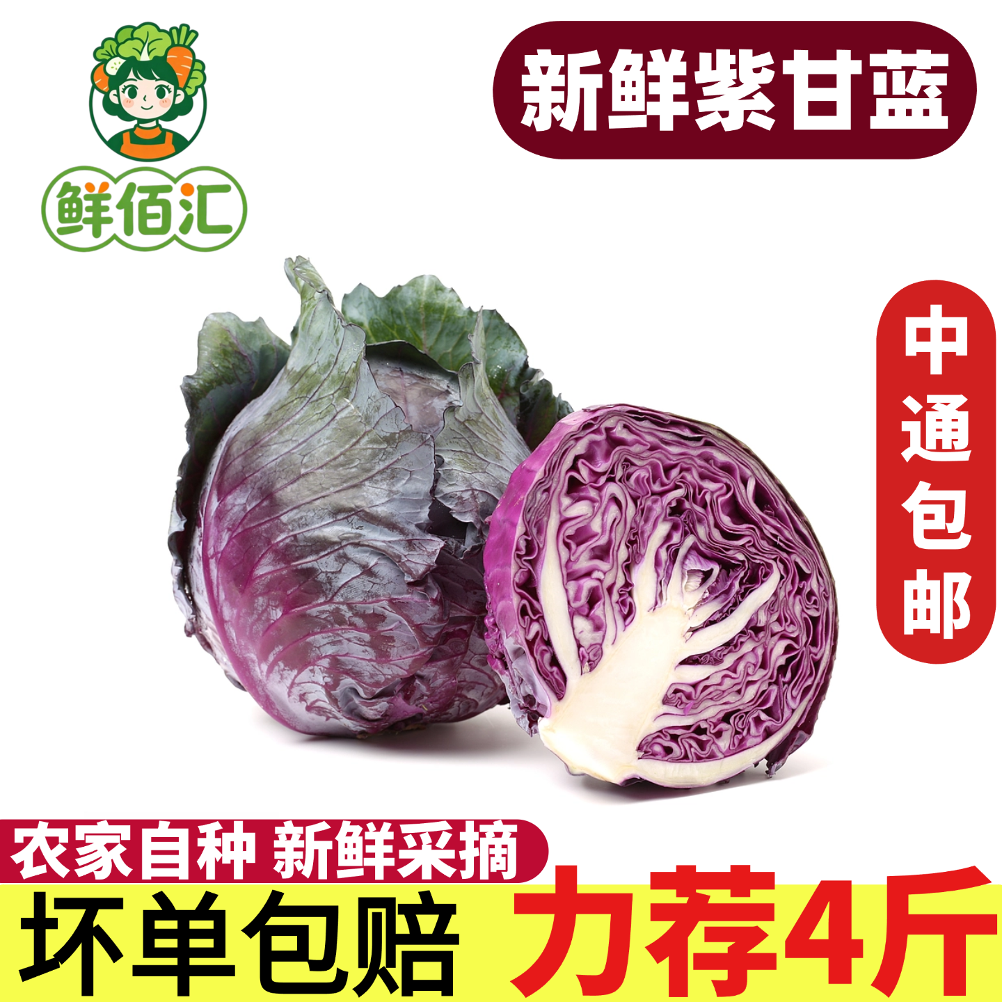云南露天紫甘蓝当季紫包菜现摘卷心菜紫色球形生菜农家蔬菜沙拉