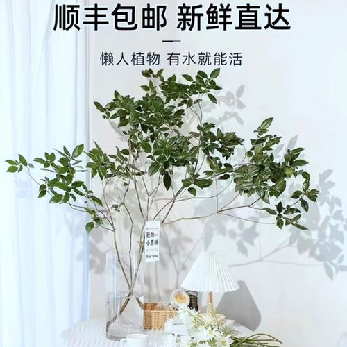 雀舌杜鹃水培植物吊钟美男树马醉木平替鲜切枝客厅卧室装饰易养活