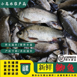 微山湖小鲫鱼新鲜活的现杀淡水鲫鱼孕妇下产奶月子炖汤滋补顺丰
