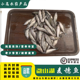 小麦穗鱼生态河鱼罗汉鱼杂鱼柳条鳑鲏鱼淡水鱼新鲜现杀顺丰包邮
