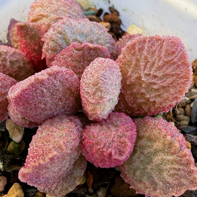 大鱼海棠水泡多肉植物多肉植物新手组合盆栽办公室桌面绿植花卉