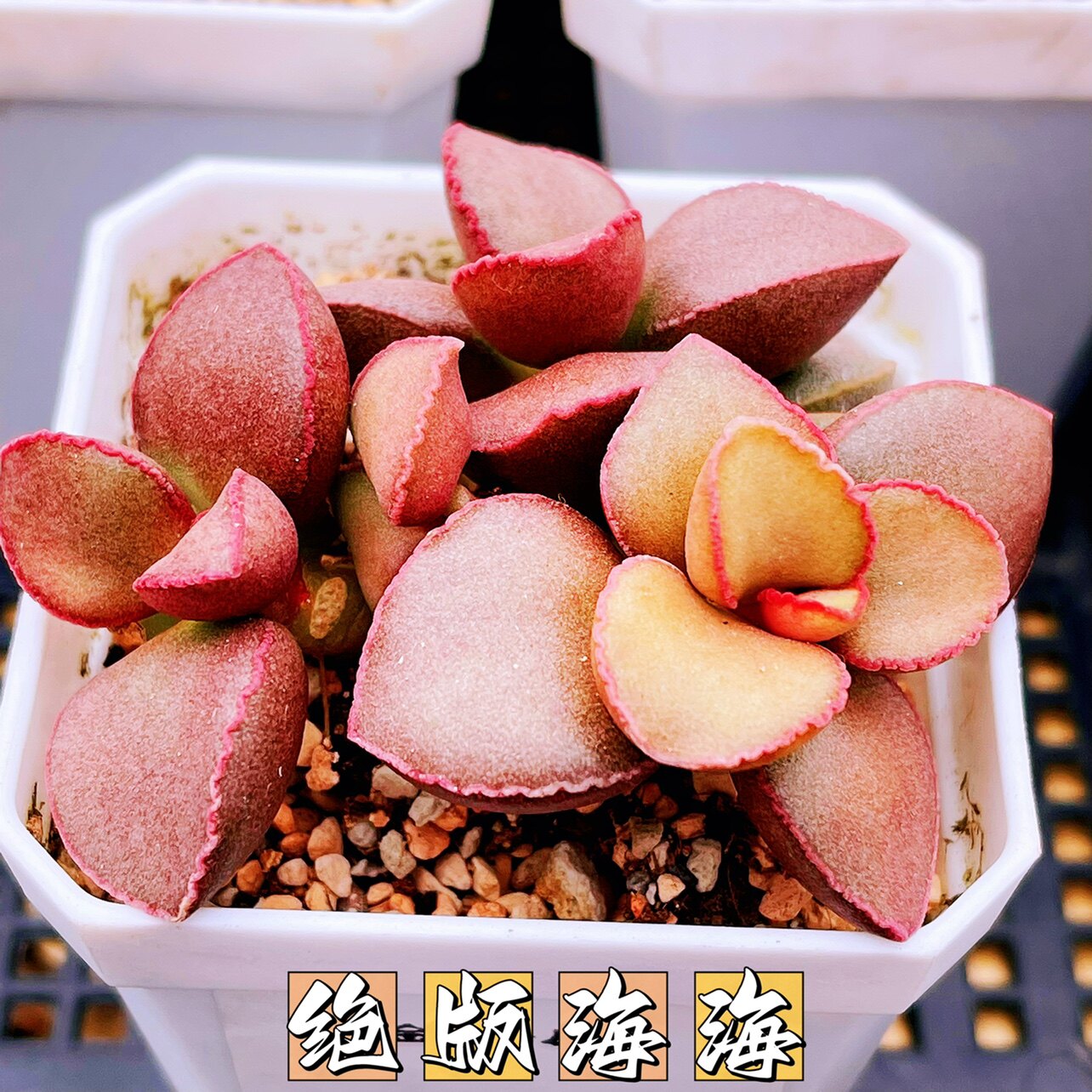 金牛座水泡多肉 叶片 叶插苗 一物一拍 正版品种 新品水泡植物