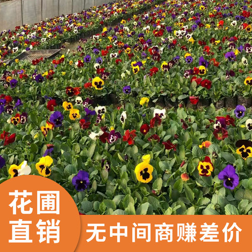 三色堇盆栽苗耐寒冬季开花