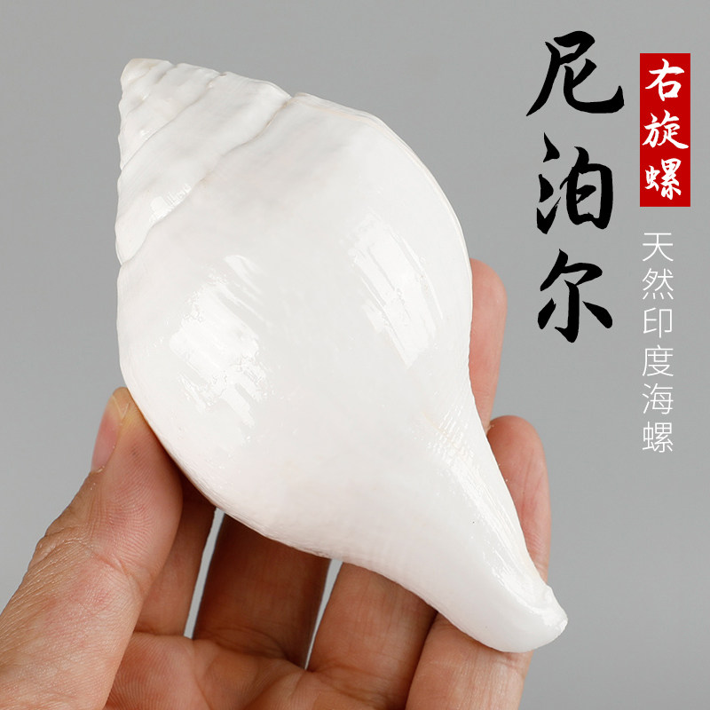 尼泊尔白天然海螺贝壳铅螺左右旋螺供品摆件家居装饰收藏工艺品