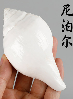 尼泊尔白海螺藏传法螺供品