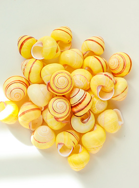 天然蜗牛壳贝壳海螺稀有标本螺壳黄豆螺黄色寄居蟹替换壳鱼缸装饰