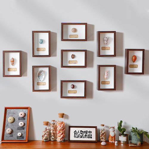 天然贝壳海螺标本装饰画