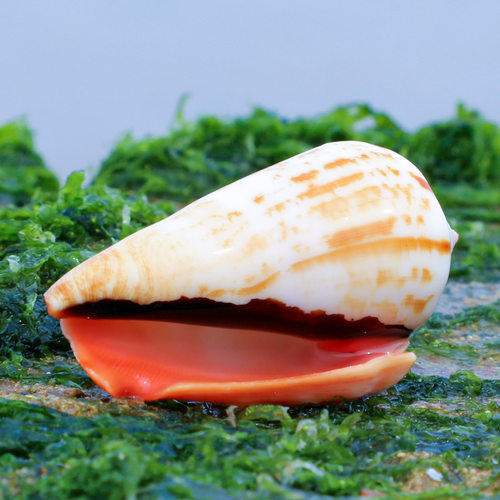 装饰亲子涂鸦diy卷贝鱼红口螺
