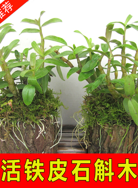 可以食用药用的新鲜雁荡山铁皮石斛苗兰木桩盆栽盆景带木头发货