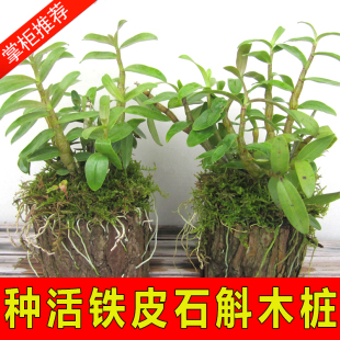 可以食用药用的新鲜雁荡山铁皮石斛苗兰木桩盆栽盆景带木头发货