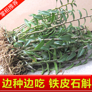 雁荡山三年铁皮石斛苗盆栽枫斗苗石斛兰种植苗可食用阳台室内绿植