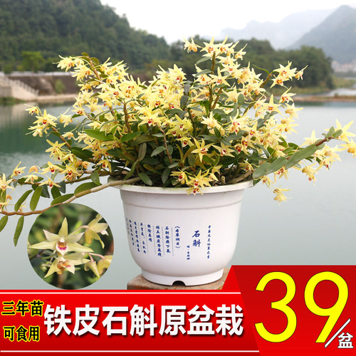 铁皮石斛苗原盆发货阳台